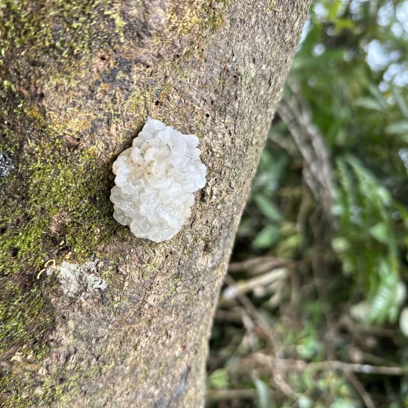 Secrezione coagulata di un albero della gomma non utilizzabile a livello commerciale. Secrezione coagulata di un albero della gomma non utilizzabile a livello commerciale.